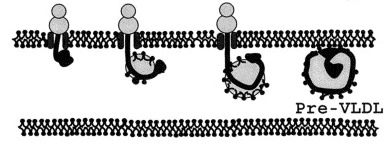 preVLDL