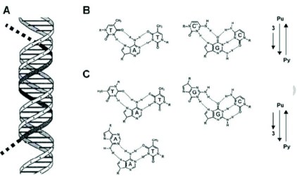 TimeLords_triplehelices
