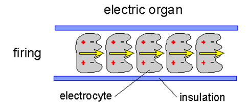 JamesA-Xenobiology-Silence-diagram2