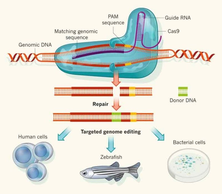 JamesA-Xenobiology-Daleks-geneediting