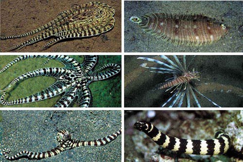 jamesa-xenobiology-the zygons-illustration1