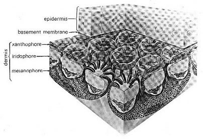 jamesa-xenobiology-the zygons-illustration2