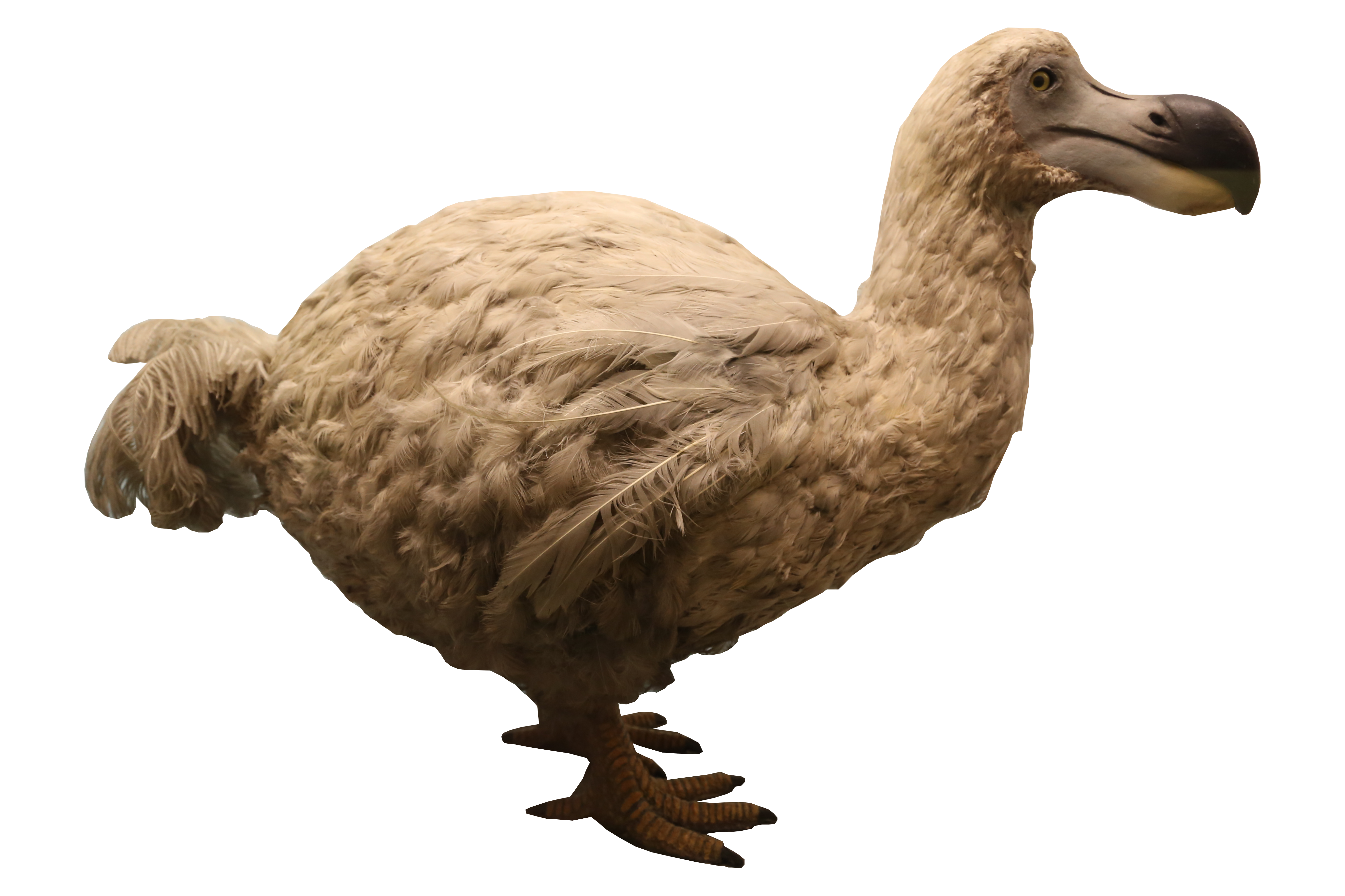 Dodo (1)